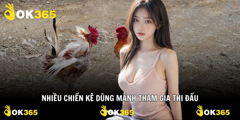 Nhiều chiến kê dũng mãnh tham gia thi đấu
