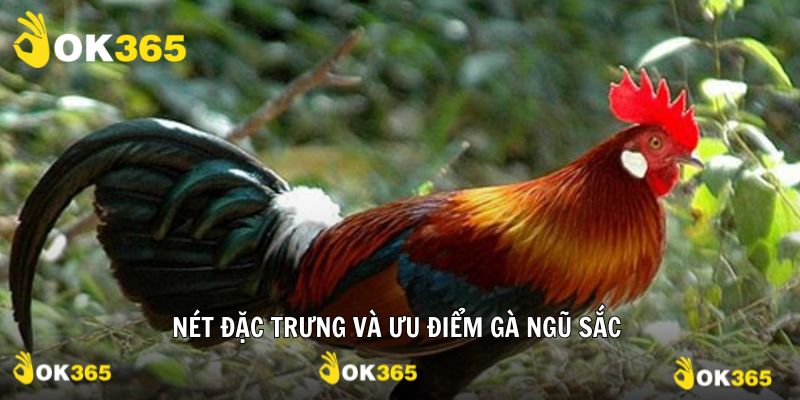 Đặc điểm cùng ưu thế nổi trội gà ngũ sắc là gì?
