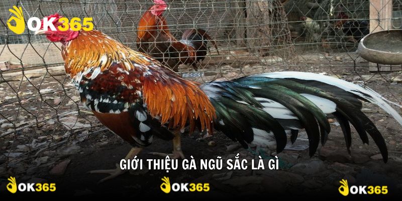Gà ngũ sắc là gì, định nghĩa giúp bạn hiểu hơn