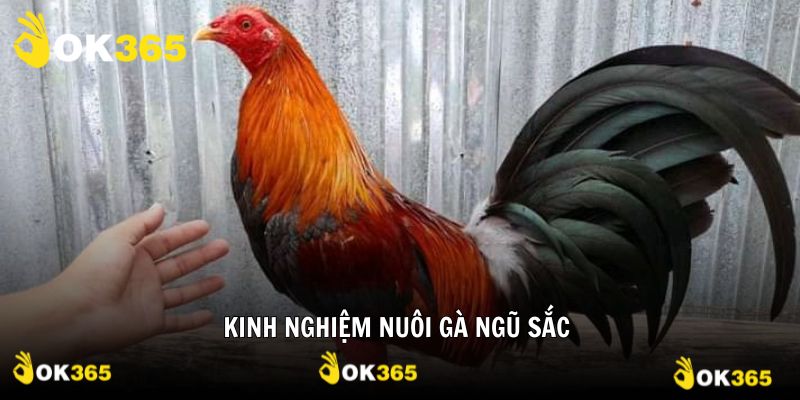Kinh nghiệm nuôi gà ngũ sắc tối ưu hiệu quả